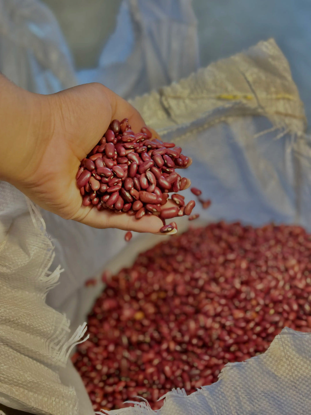 FRIJOLES ROJOS NICARAGUENSES (2 Lbs) auténtico de La Nica Shop
